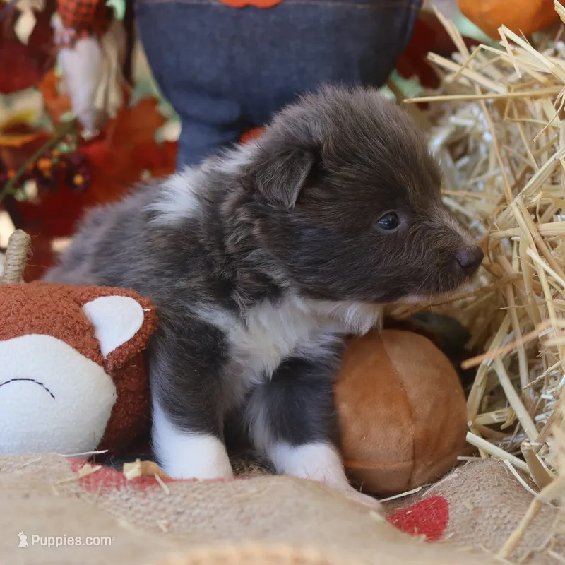 Bourbon Nenets Laika male  – Yakutian Laika puppy for sale in Rockwall, TX