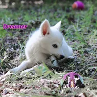 Dreamer AKC Yakutian Laika, a female Siberian Husky for sale in Rockwall, TX – 3 of 3
