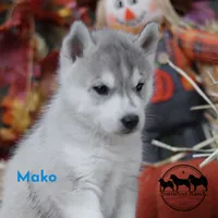 Mako AKC Texas , a female Siberian Husky for sale in Rockwall, TX – 2 of 4