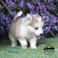 Sterling Nenets Laika (smaller laika), a male Yakutian Laika for sale in Rockwall, TX – 3 of 3