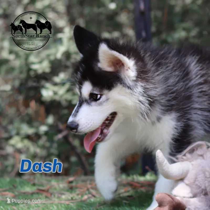 Dash AKC Texas  – Siberian Husky puppy for sale in Rockwall, TX