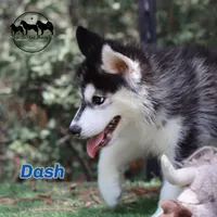 Dash AKC Texas , a male Siberian Husky for sale in Rockwall, TX – 1 of 5