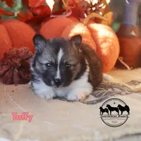 Taffy Nenets Laika purebred ancient breed, a female Pomsky for sale in Rockwall, TX – 2 of 3