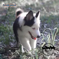 Celebration AKC TX , a male Yakutian Laika for sale in Rockwall, TX – 2 of 4