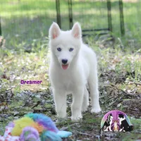 Dreamer AKC Yakutian Laika, a female Siberian Husky for sale in Rockwall, TX – 1 of 3