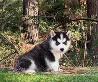 Ivy  AKC TX , a female Siberian Husky for sale in Rockwall, TX – 4 of 4