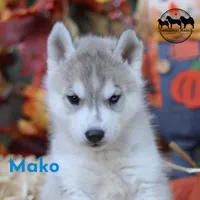 Mako AKC Texas , a female Siberian Husky for sale in Rockwall, TX – 1 of 4