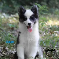 Dash AKC Texas , a male Yakutian Laika for sale in Rockwall, TX – 4 of 6