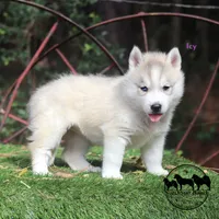 Icy Sweet Beautiful girl in TEXAS, a female Siberian Husky for sale in Rockwall, TX – 5 of 5