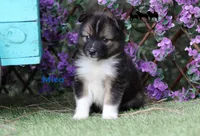 Mica - Nenets Laika Rare Arctic herding dog, a male Yakutian Laika for sale in Rockwall, TX – 6 of 6