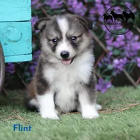 Flint - Nenets Laika - smaller breed , a male Yakutian Laika for sale in Rockwall, TX – 2 of 4