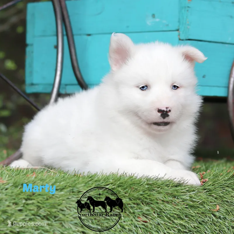 Marty TX very sweet – Yakutian Laika puppy for sale in Rockwall, TX