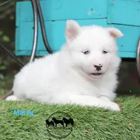 Marty TX very sweet, a male Yakutian Laika for sale in Rockwall, TX – Photo 1 of 2