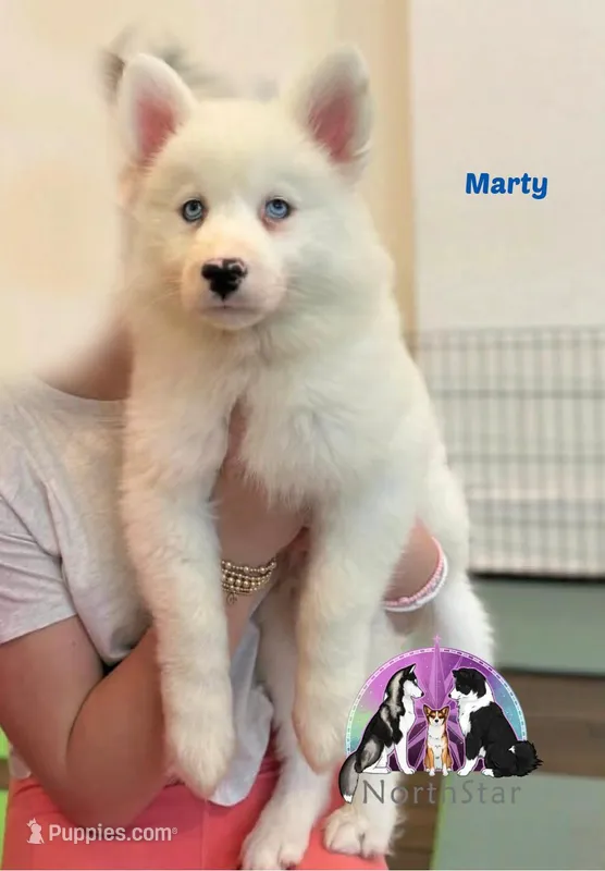 Marty TX very sweet – Yakutian Laika puppy for sale in Rockwall, TX