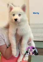 Marty TX very sweet, a male Yakutian Laika for sale in Rockwall, TX – 3 of 3
