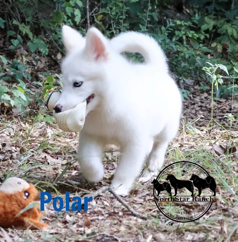 Polar TX AKCwe transport – Yakutian Laika puppy for sale in Rockwall, TX
