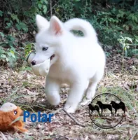 Polar TX AKCwe transport, a female Yakutian Laika for sale in Rockwall, TX – 1 of 7