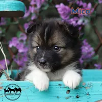 Mica - Nenets Laika Rare Arctic herding dog, a male Yakutian Laika for sale in Rockwall, TX – 1 of 6