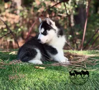 Ivy  AKC TX , a female Siberian Husky for sale in Rockwall, TX – 3 of 4