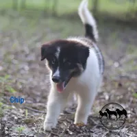 Chip AKC TX, a female Yakutian Laika for sale in Rockwall, TX – 3 of 8