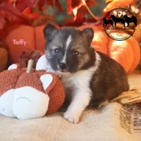 Taffy Nenets Laika purebred ancient breed, a female Pomsky for sale in Rockwall, TX – 3 of 3