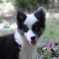 Dash AKC Texas , a male Yakutian Laika for sale in Rockwall, TX – 2 of 6