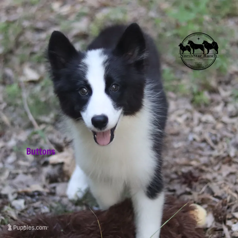 Buttons AKC delivery – Yakutian Laika puppy for sale in Rockwall, TX