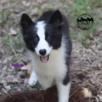 Buttons AKC delivery, a female Yakutian Laika for sale in Rockwall, TX – 1 of 3