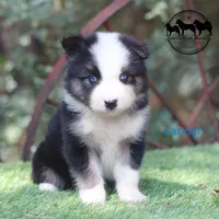 Lancer very nice male AKC , a male Yakutian Laika for sale in Rockwall, TX – 4 of 4