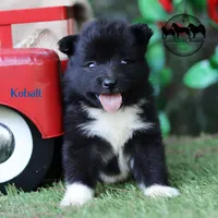 Kobalt - Nenets Laika, a male Yakutian Laika for sale in Rockwall, TX – 6 of 8