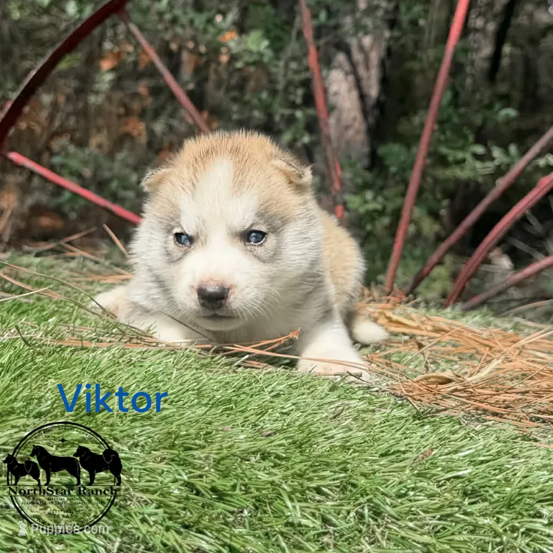 Viktor AKC Texas – Siberian Husky puppy for sale in Rockwall, TX