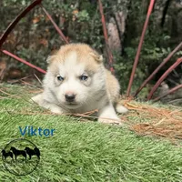 Viktor AKC Texas, a male Siberian Husky for sale in Rockwall, TX – 1 of 2