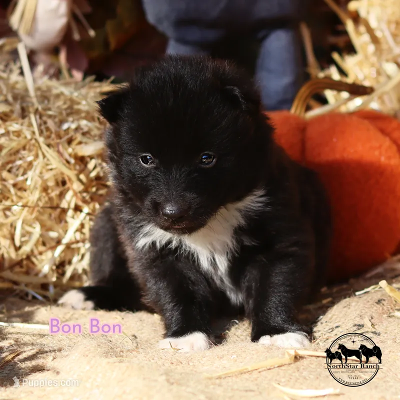 Bon Bon Nenets Laika small arctic herding spitz – Yakutian Laika puppy for sale in Rockwall, TX