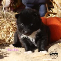 Bon Bon Nenets Laika small arctic herding spitz, a female Yakutian Laika for sale in Rockwall, TX – 1 of 3