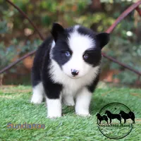 Sundance AKC TX delivery avail, a male Yakutian Laika for sale in Rockwall, TX – 2 of 3