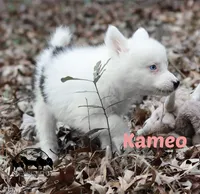 processed/52a17f26-85d1-419c-b7aa-d5b4c1feff0d/listing/bae13cf2-55e6-4f02-8500-d97d3f7e2c25/acf75044-687f-46f4-afeb-058cb1b0f169