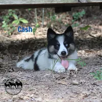 Cash, a female Yakutian Laika for sale in Rockwall, TX – 1 of 3
