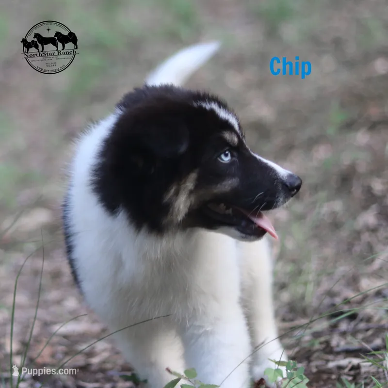 Chip AKC TX – Yakutian Laika puppy for sale in Rockwall, TX