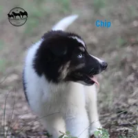 Chip AKC TX, a female Yakutian Laika for sale in Rockwall, TX – 1 of 8