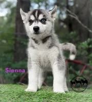 Sienna AKC TX , a female Siberian Husky for sale in Rockwall, TX – 3 of 5
