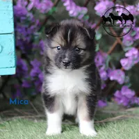 Mica - Nenets Laika Rare Arctic herding dog, a male Yakutian Laika for sale in Rockwall, TX – 4 of 6