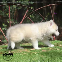 Icy Sweet Beautiful girl in TEXAS, a female Siberian Husky for sale in Rockwall, TX – 4 of 5