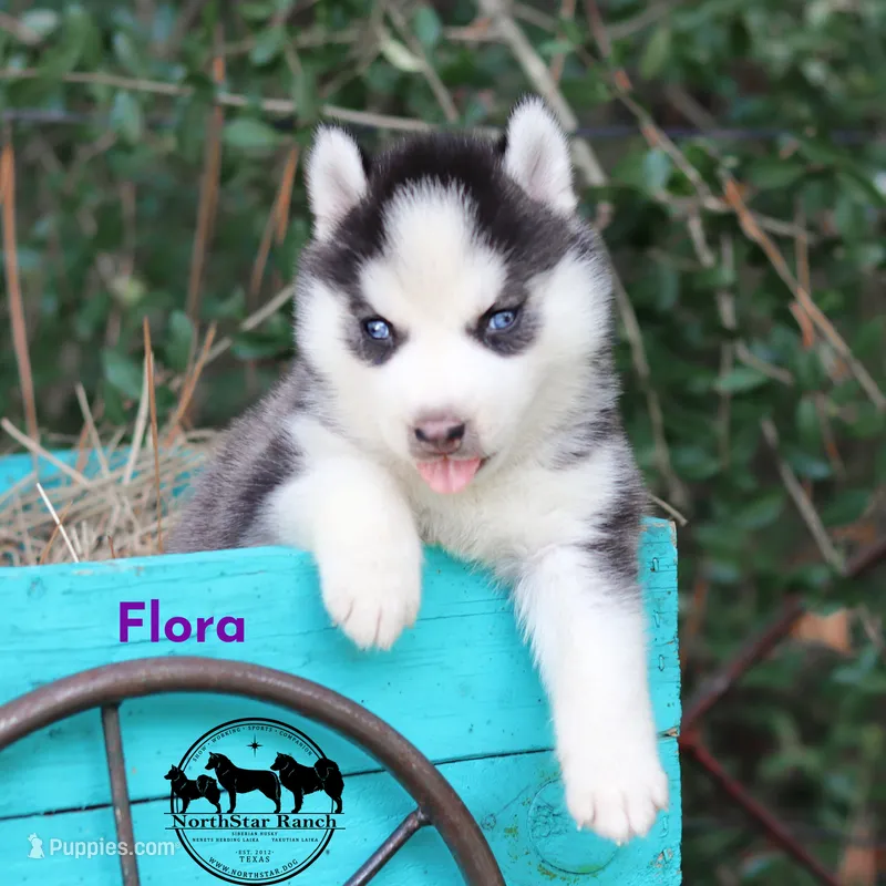 Flora AKC TX  – Siberian Husky puppy for sale in Rockwall, TX