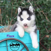 Flora AKC TX , a female Siberian Husky for sale in Rockwall, TX – 1 of 4