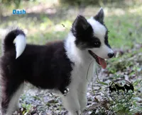Dash AKC Texas , a male Yakutian Laika for sale in Rockwall, TX – 3 of 6