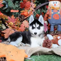 Glimmer AKC can transport, a female Siberian Husky for sale in Rockwall, TX – 3 of 5