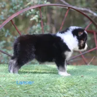 Lancer very nice male AKC , a male Yakutian Laika for sale in Rockwall, TX – 3 of 4