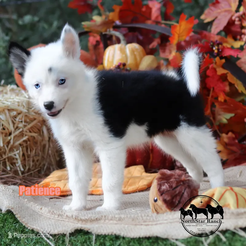 Patience AKC TX transport available – Yakutian Laika puppy for sale in Rockwall, TX