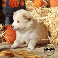 Churro Nenets Laika (reindeer herding spitz) smaller, a male Yakutian Laika for sale in Rockwall, TX – 3 of 5