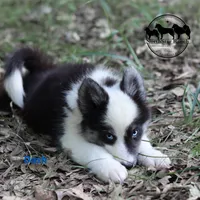 Dash AKC Texas , a male Yakutian Laika for sale in Rockwall, TX – 5 of 6